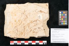 Foto (Objekt + Etikett) von Myrica lignitum Unger (NHMW-GEO-2024-0188-4044)